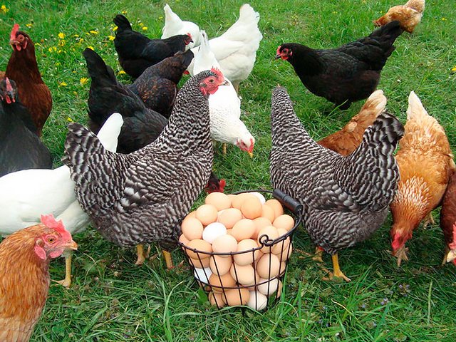 Содержание кур и уход за ними | ЗооТом - продажа, вязка и услуги для животных в Покровске