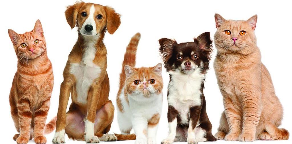Доска объявлений о животных | ЗооТом - продажа, вязка и услуги для животных в Покровске