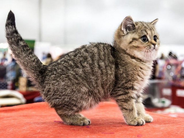 Породы кошек в Покровске | ЗооТом портал о животных