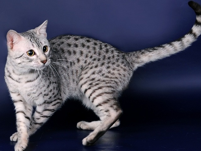 Породы кошек в Покровске | ЗооТом портал о животных