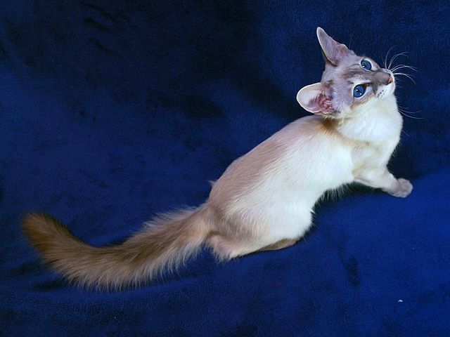 Выведенные породы кошек в Покровске | ЗооТом портал о животных