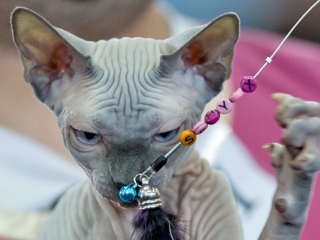 Выставки кошек в Покровске | ЗооТом портал о животных