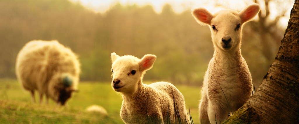 Объявления о сельскохозяйственных животных | ЗооТом - продажа, вязка и услуги для животных в Покровске