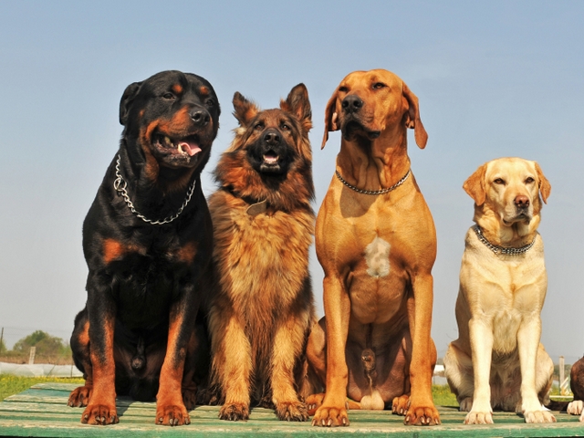 Крупные породы собак в Покровске | ЗооТом портал о животных