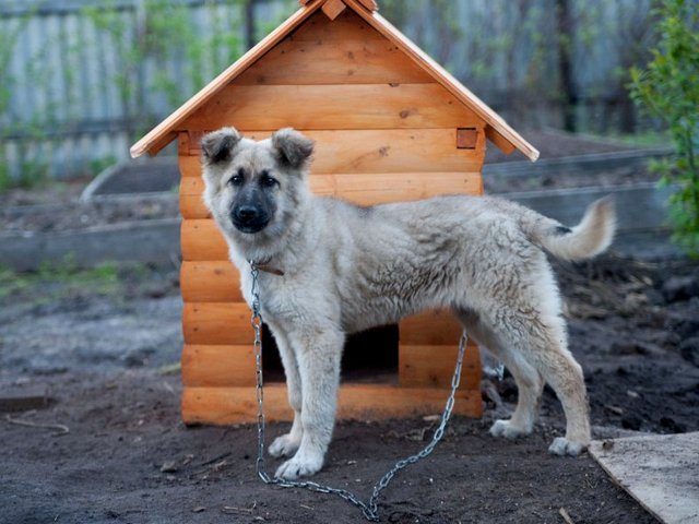 Все о собаках в Покровске